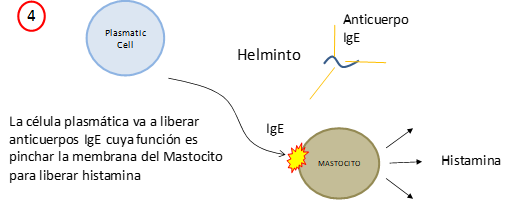 En la imate es veu com una cèl·lula plasmàtica punxa un mastocit a través de IgE (immunoglobulina E). Aquest mastocit acaba alliberant histamina per fer fora el cuc o paràsit, Aquesta histamina podria ser causant d'al·lèrgies.